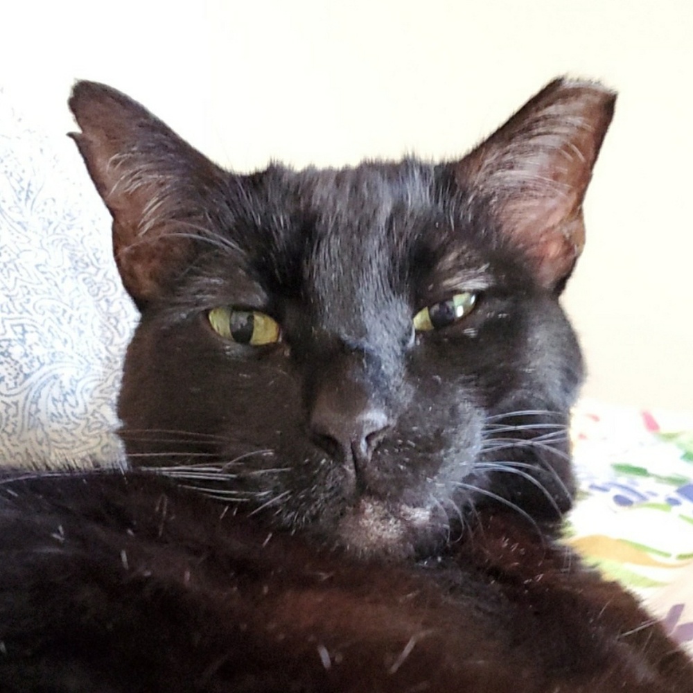 Meet your Posher, Kira